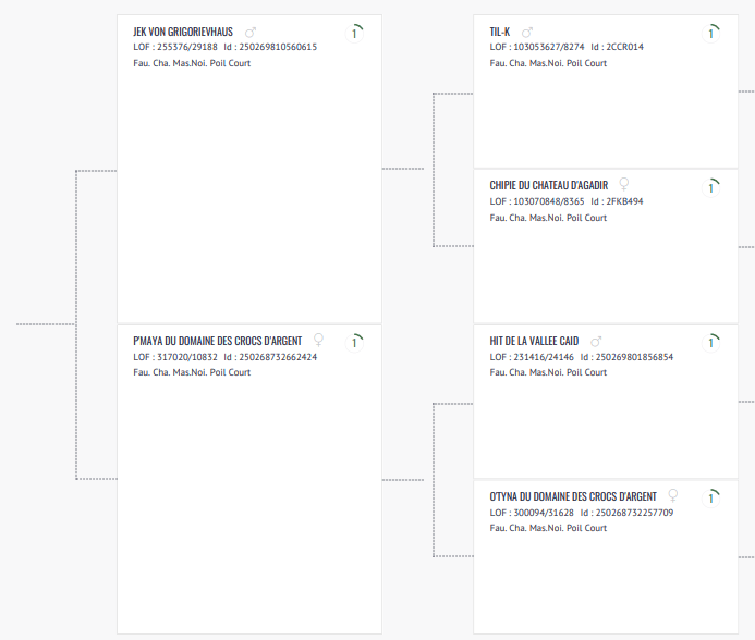 Arbre généalogique de shadow (chein)