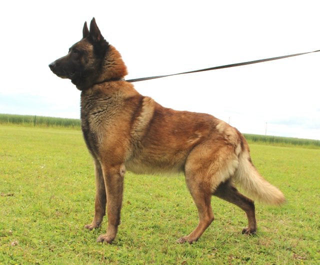 Irkan, chien de berger malinois au paradis des edelweiss