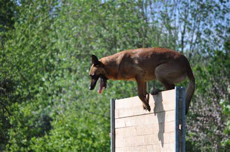 JB des Malistaffs chien de berger belge malinois