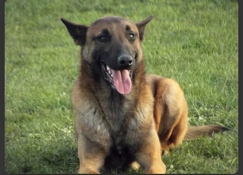 Chien couché dans l'herbe