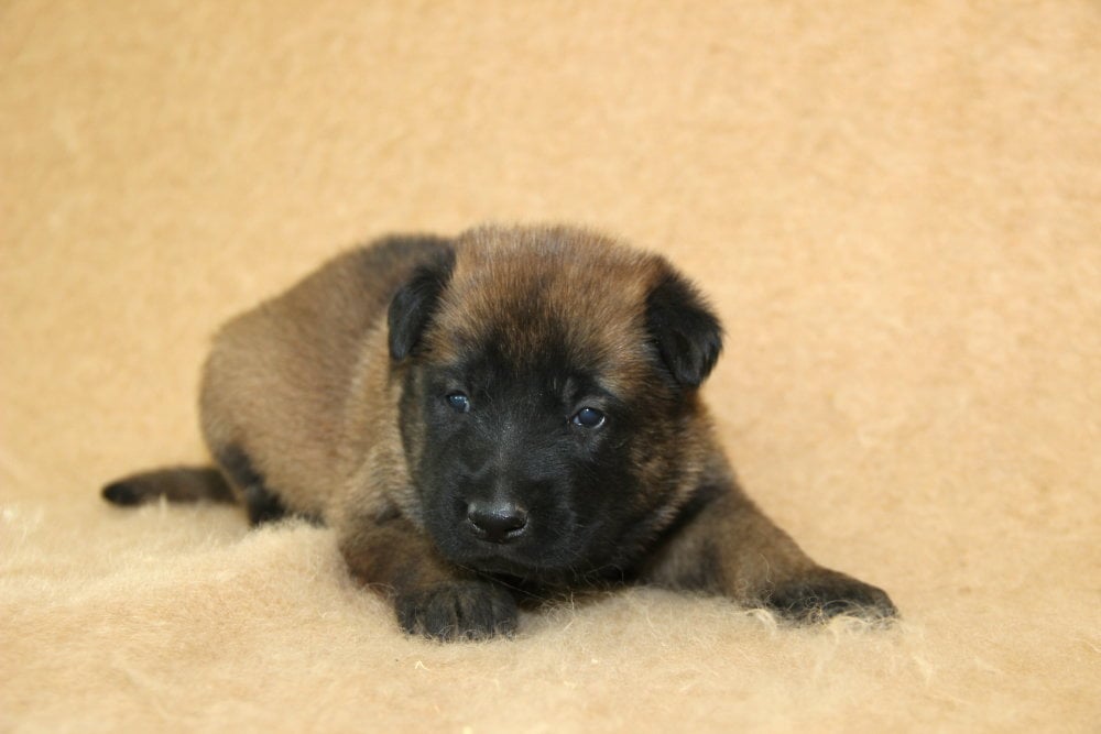 Male-au-collier-noir-ne-le-24-Avril-2021