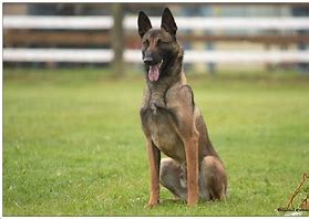 Navarro du Banc des Hermelles