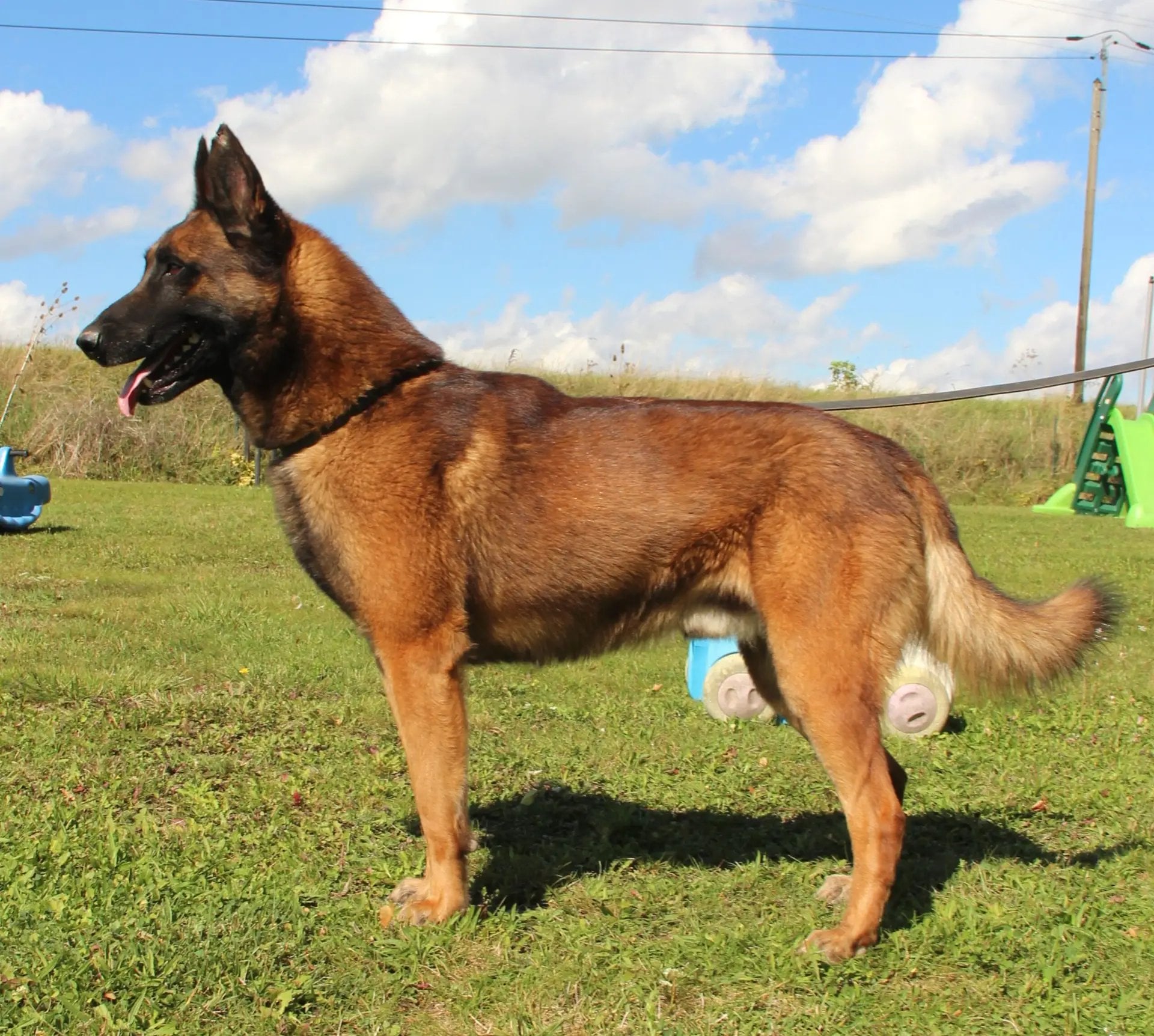 rasta chien de berger malinois, étalon de l'élevage paradis des edelweiss