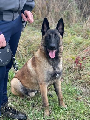 Sultan du paradis des edelweiss