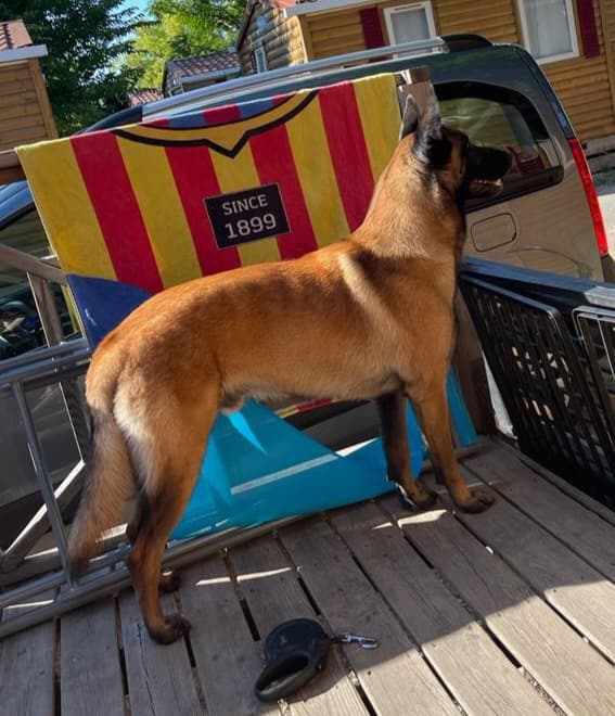 Sultan du paradis des edelweiss 2