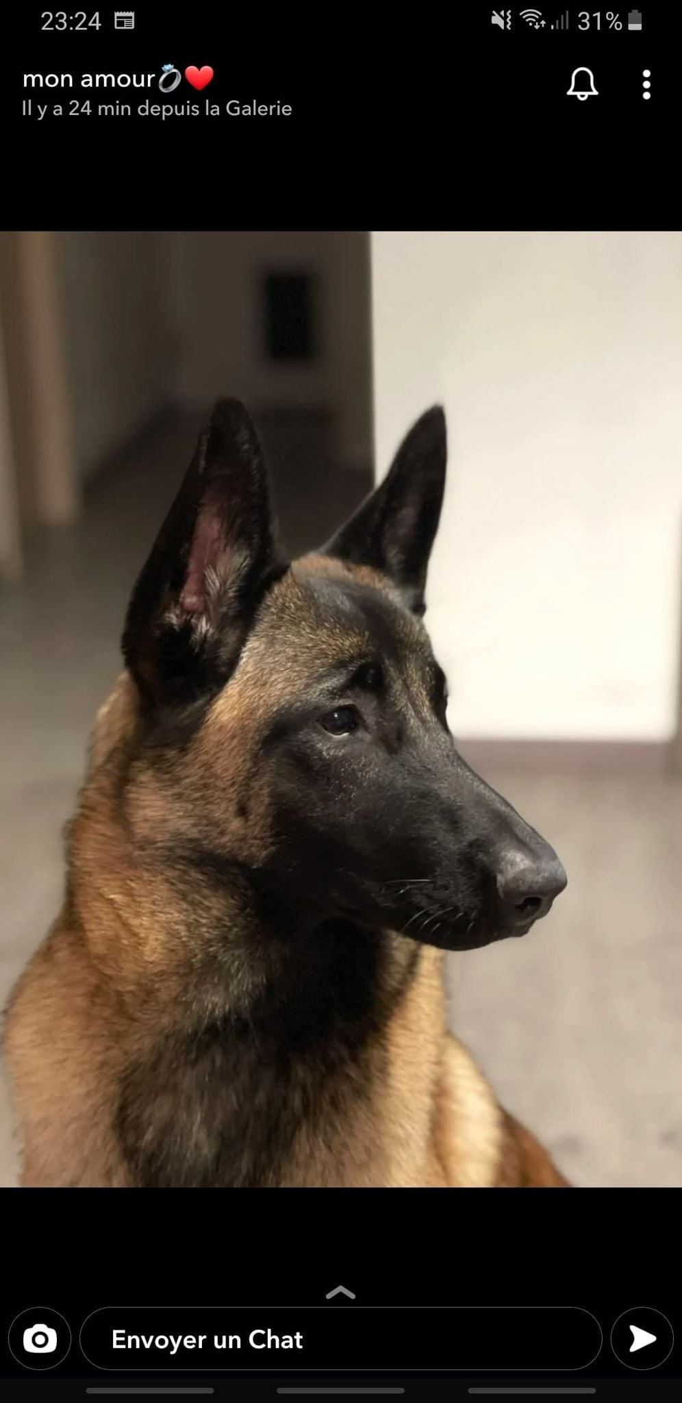 Sultan du paradis des edelweiss 6