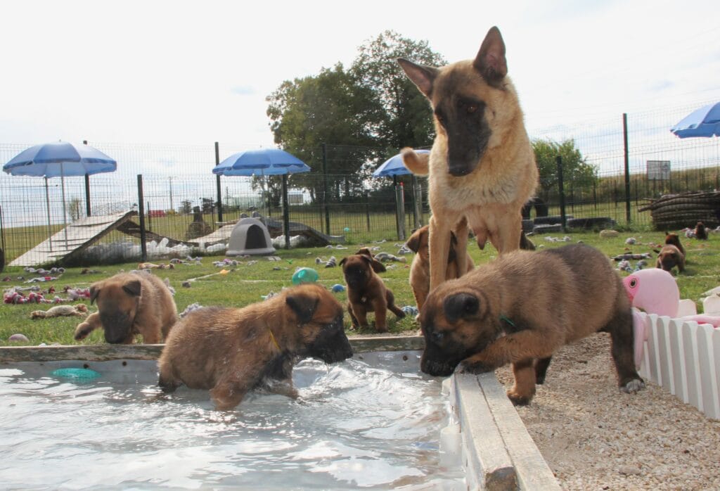 photo avec une maman malinois et ses chiot a l'elevage du paradis des edelwiess