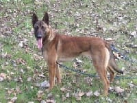 malinois qui se fait prendre en photo pour un elevage
