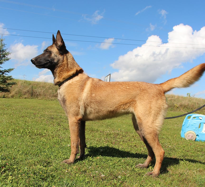 Pearle du Paradis des Edelweiss 2