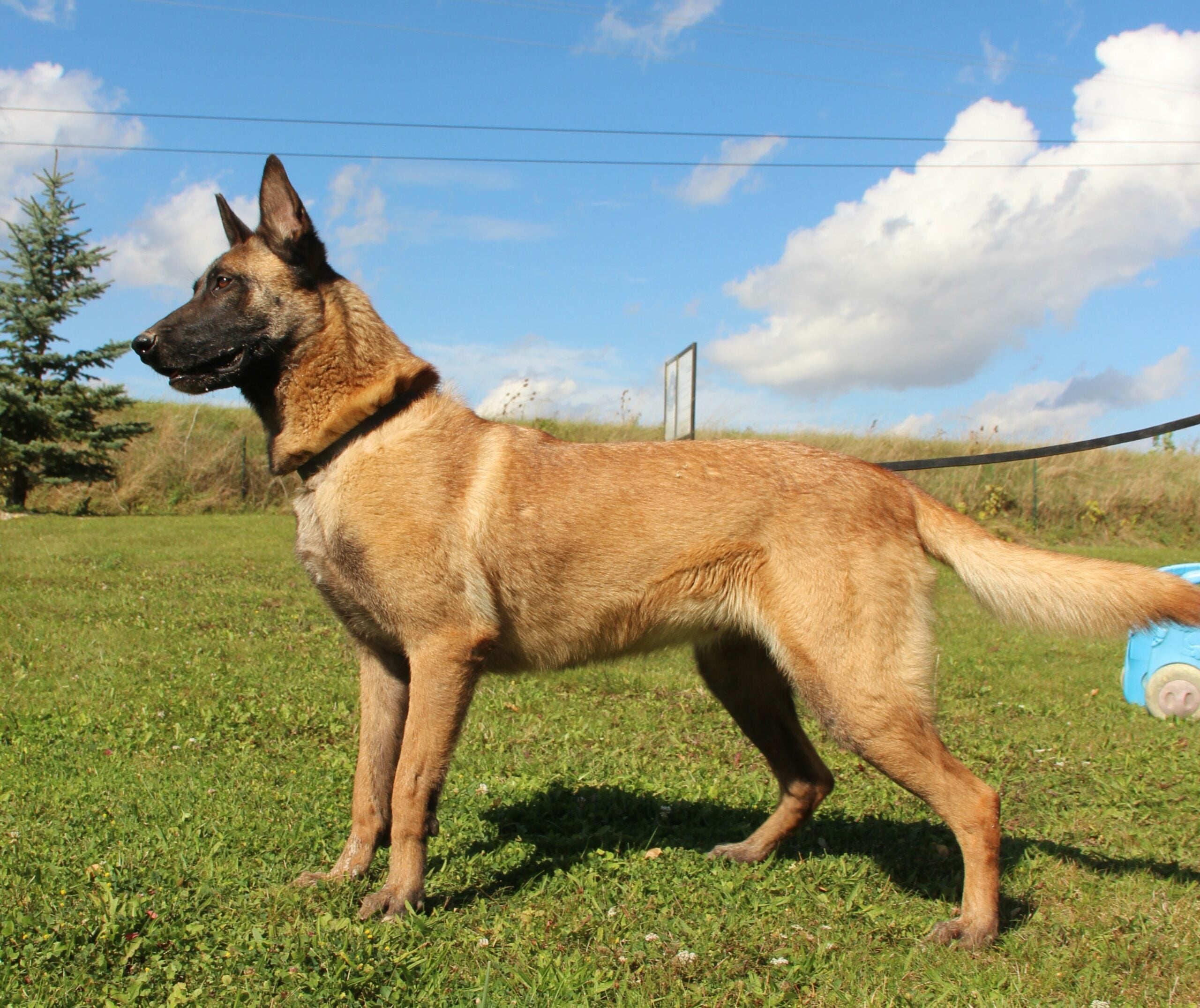 Pearle du Paradis des Edelweiss 3