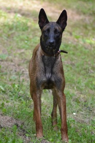 Ina du Millésime Champenois chein de berger malinois
