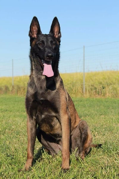 malinois, assis dans l'herbe les oreilles droite