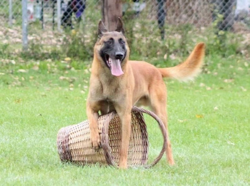 Jégor du Domaine d’Orca malinois