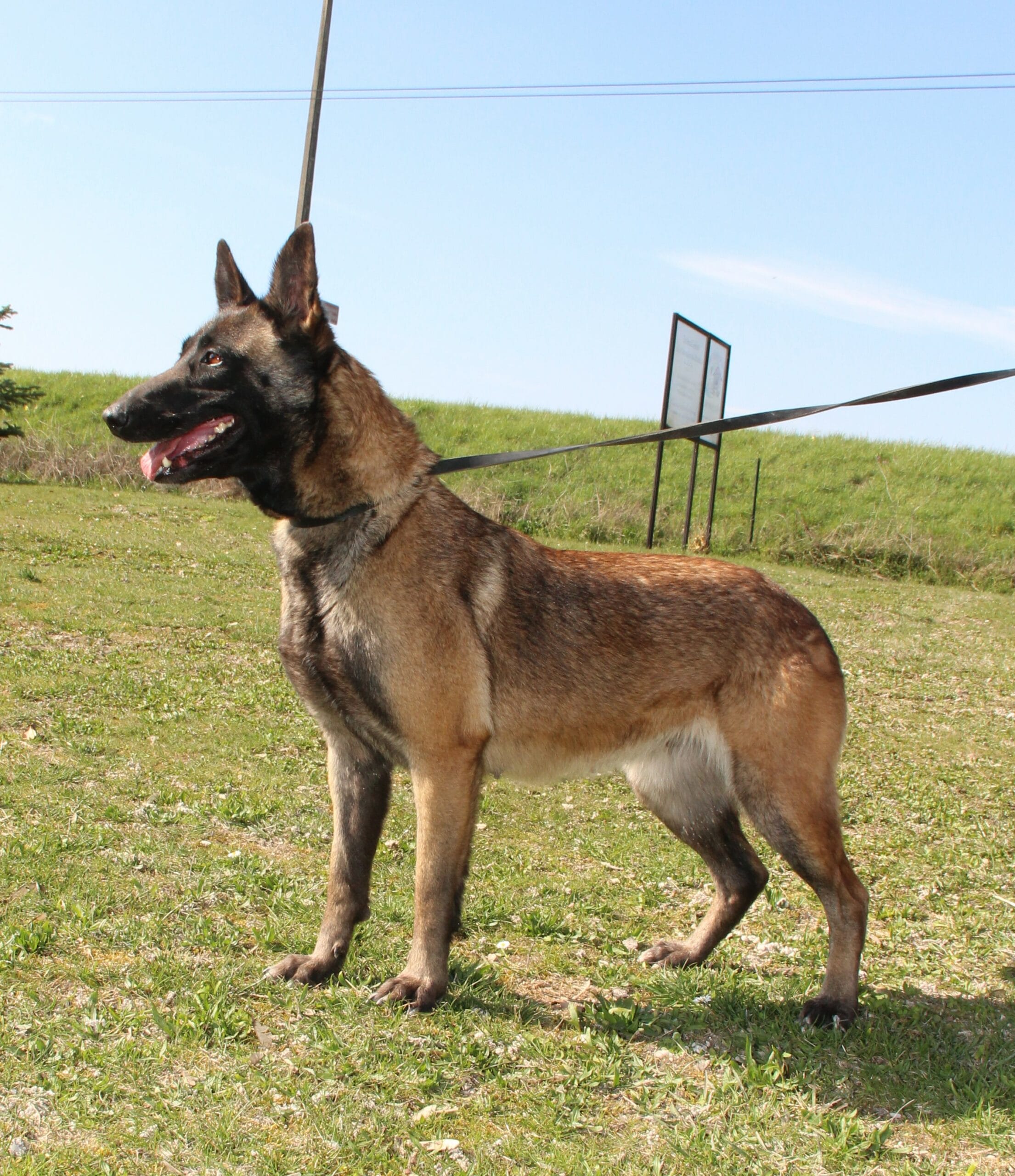 laya du paradis des edelweiss, chien, debout dans l'herbe