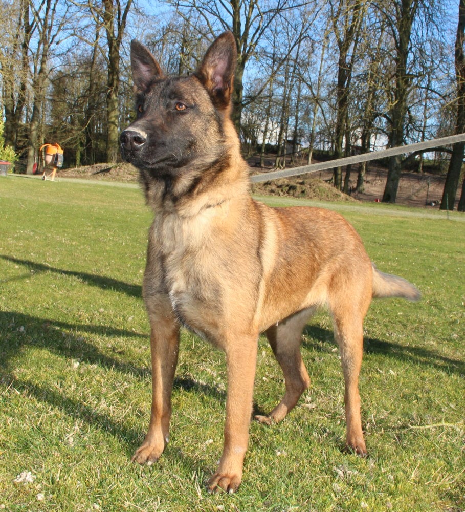 Ola des Terres Behennoises chien malinois, photo officiel