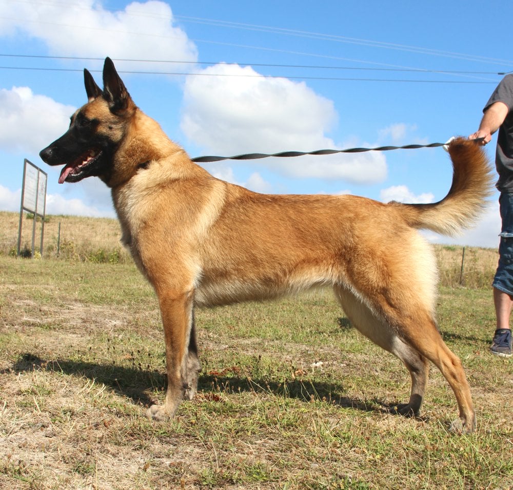 Paka dite P_Ramsès des Gardiens des Ifs