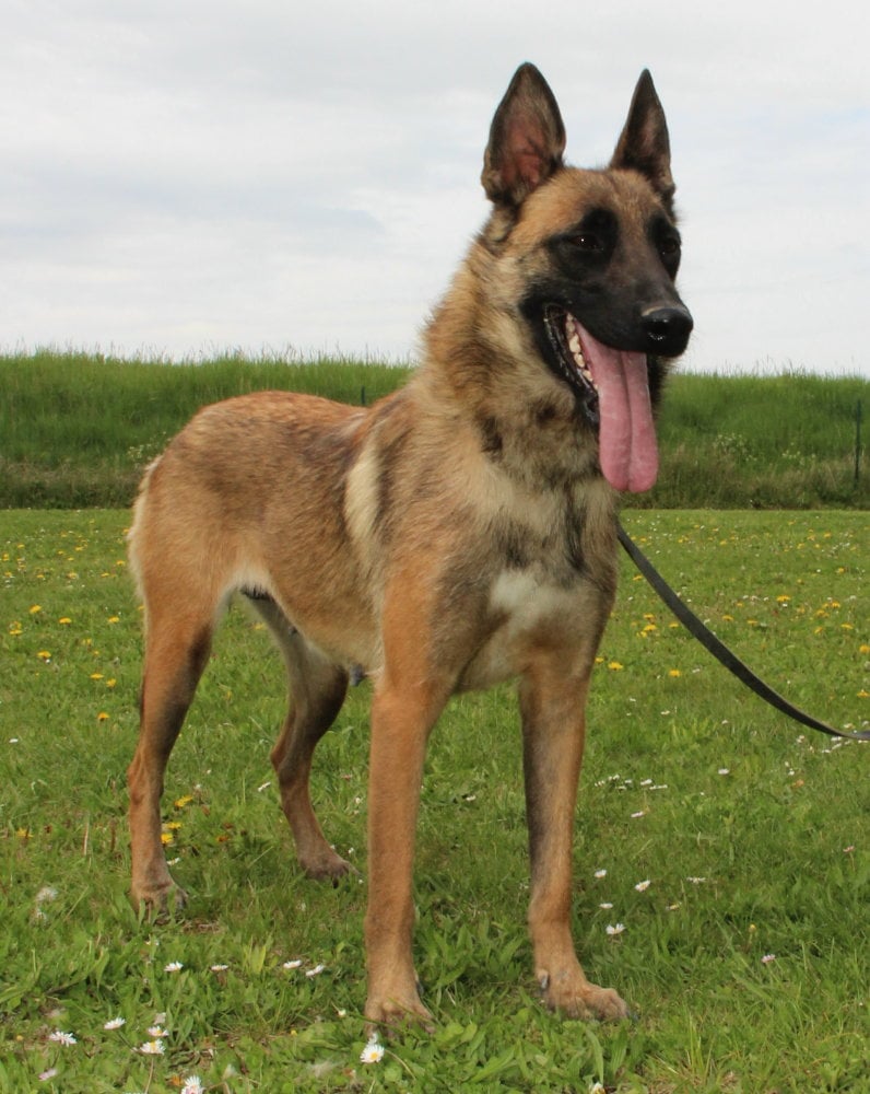 Paka dite P_Ramsès des Gardiens des Ifs2