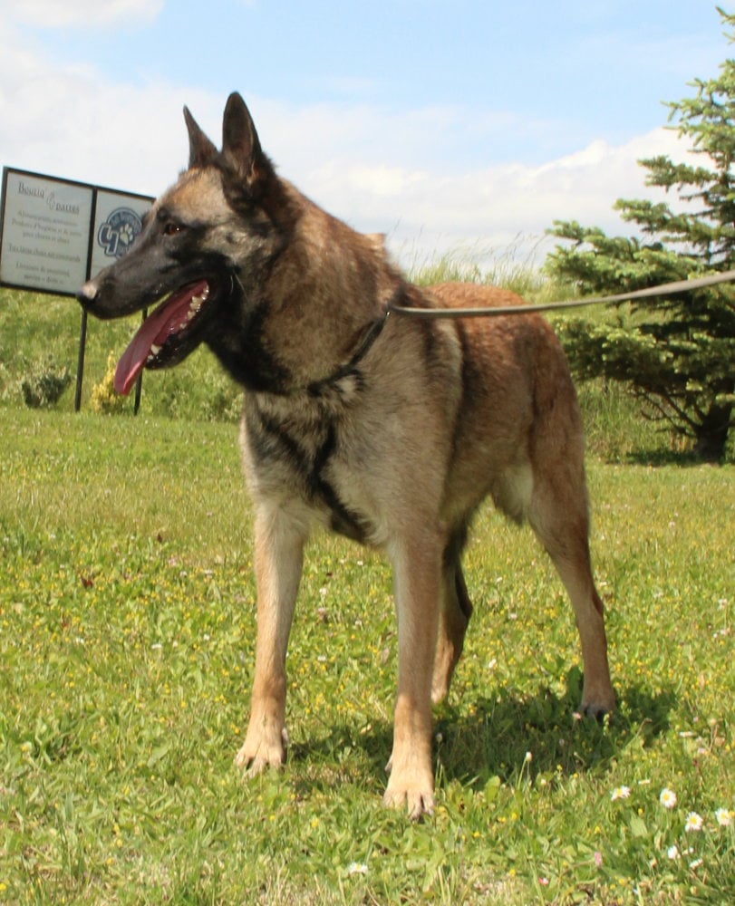 Chien de berger malinois