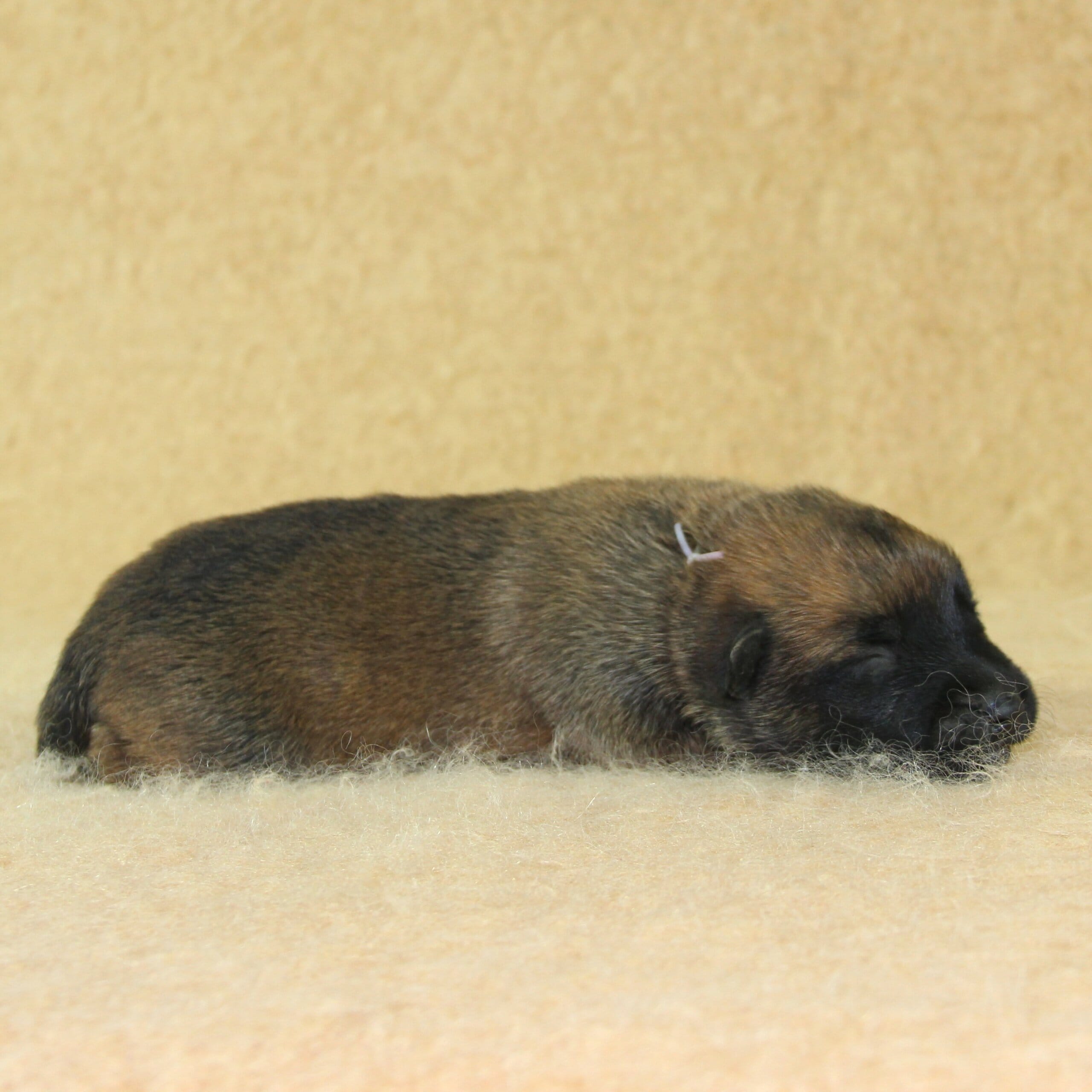 Berger Malinois, Une Vie de Famille, femelle née le 15 novembre 2025, collier blanc (3)