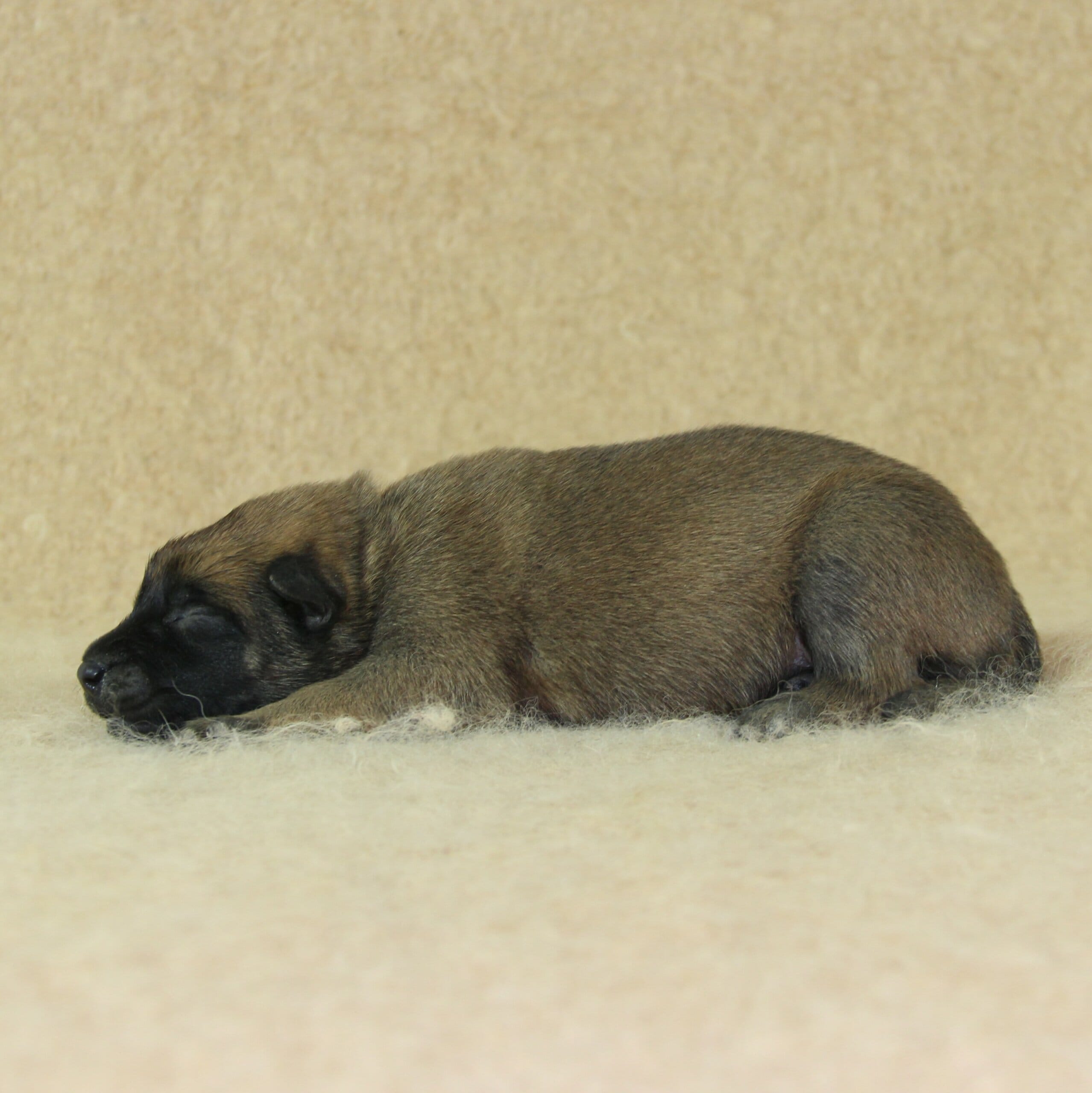 Berger Malinois, Une Vie de Famille, femelle née le 15 novembre 2025, collier bleu (2)