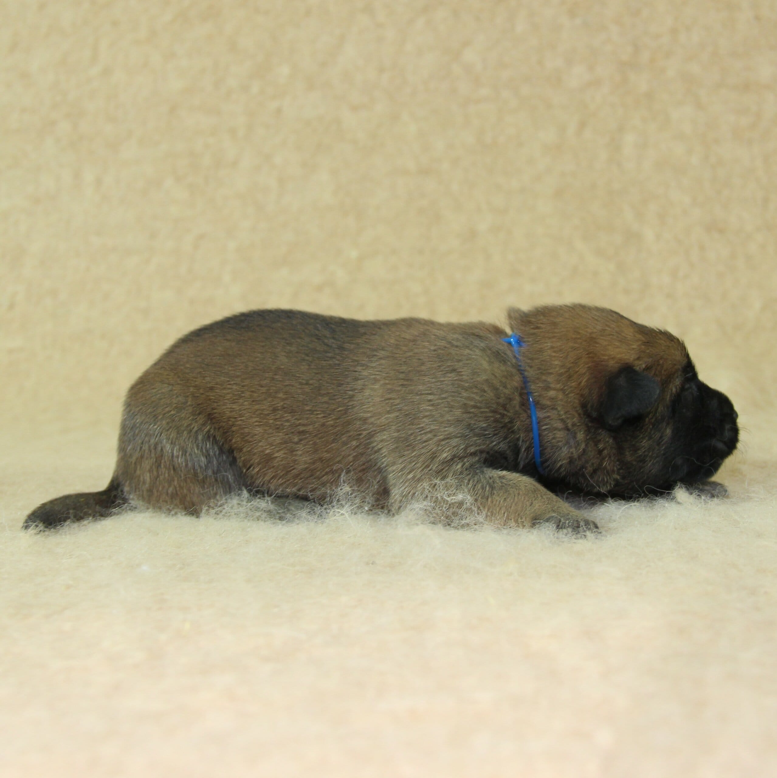Berger Malinois, Une Vie de Famille, femelle née le 15 novembre 2025, collier bleu (4)