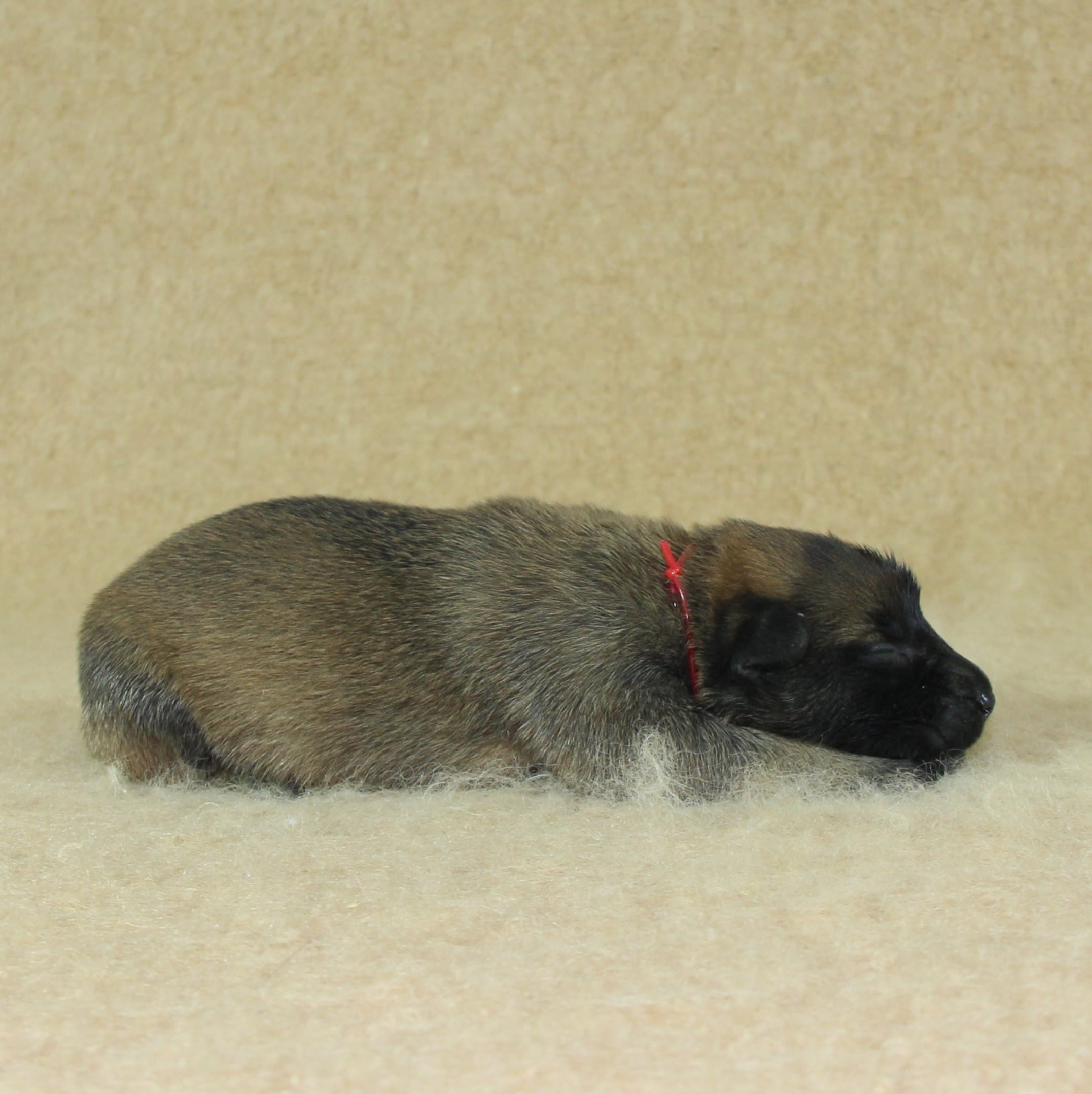 Berger Malinois, Une Vie de Famille, femelle née le 15 novembre 2025, collier rouge (4)