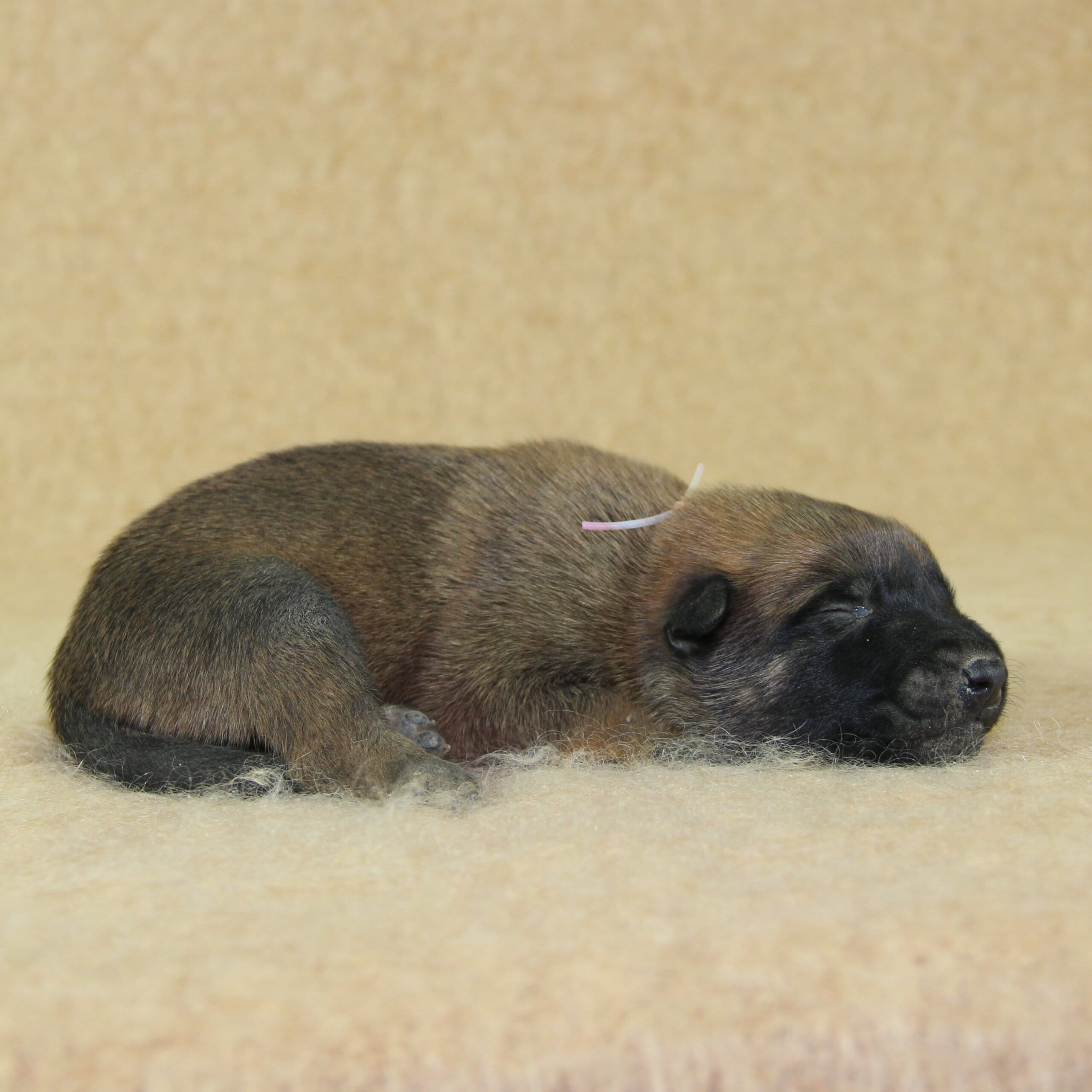 Berger Malinois, Une Vie de Famille, mâle né le 15 novembre 2025, collier blanc (1)