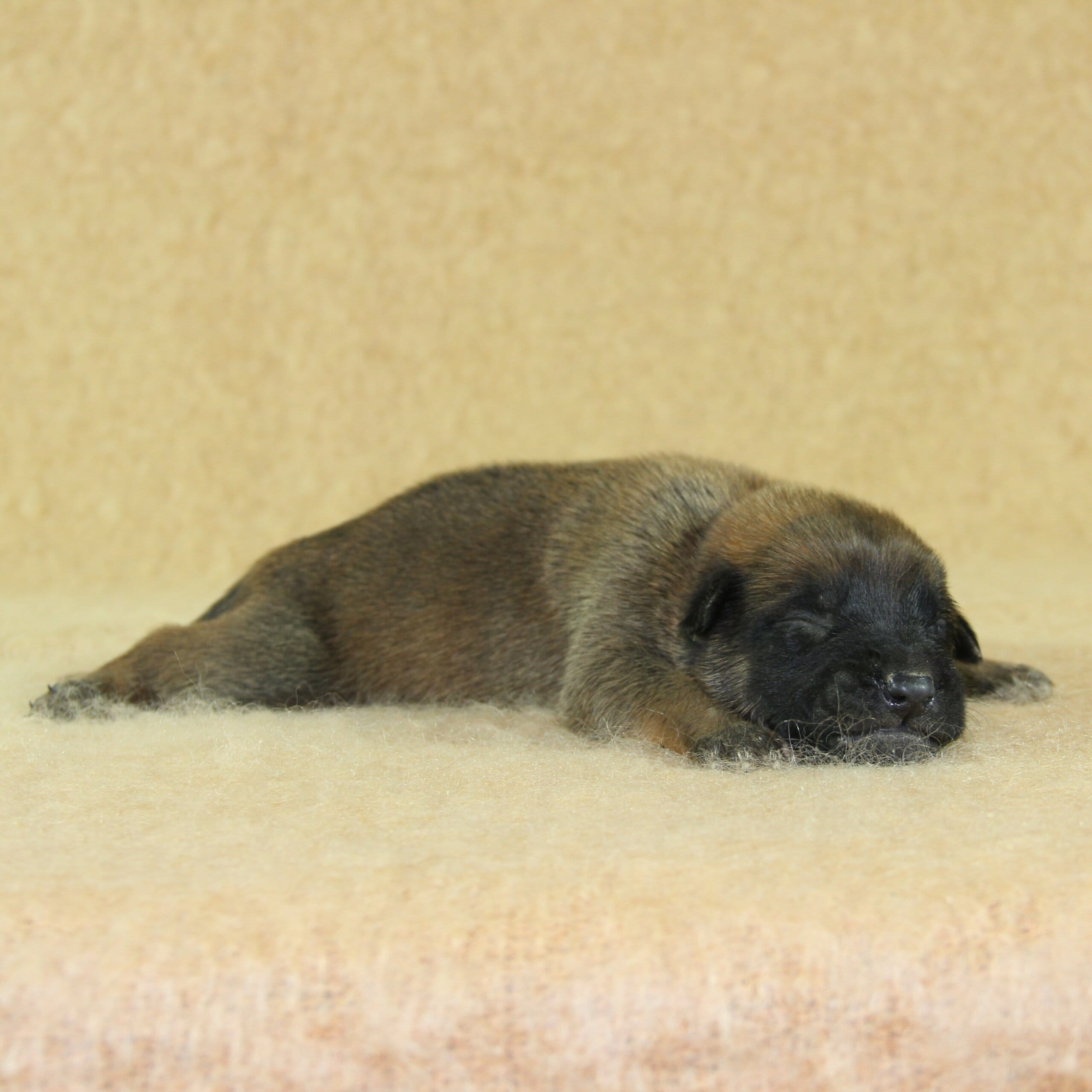 Berger Malinois, Une Vie de Famille, mâle né le 15 novembre 2025, collier jaune (1)