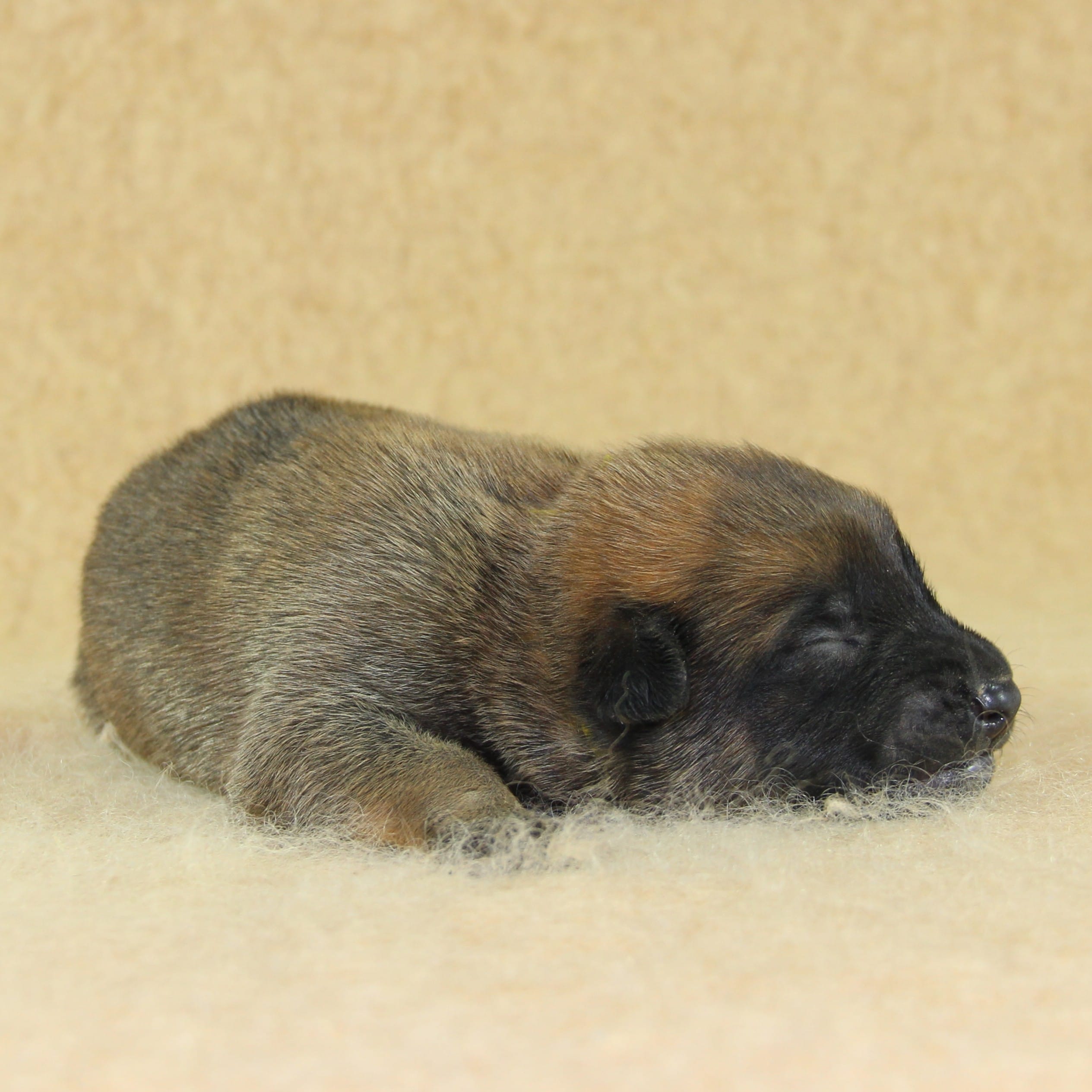 Berger Malinois, Une Vie de Famille, mâle né le 15 novembre 2025, collier jaune (3)