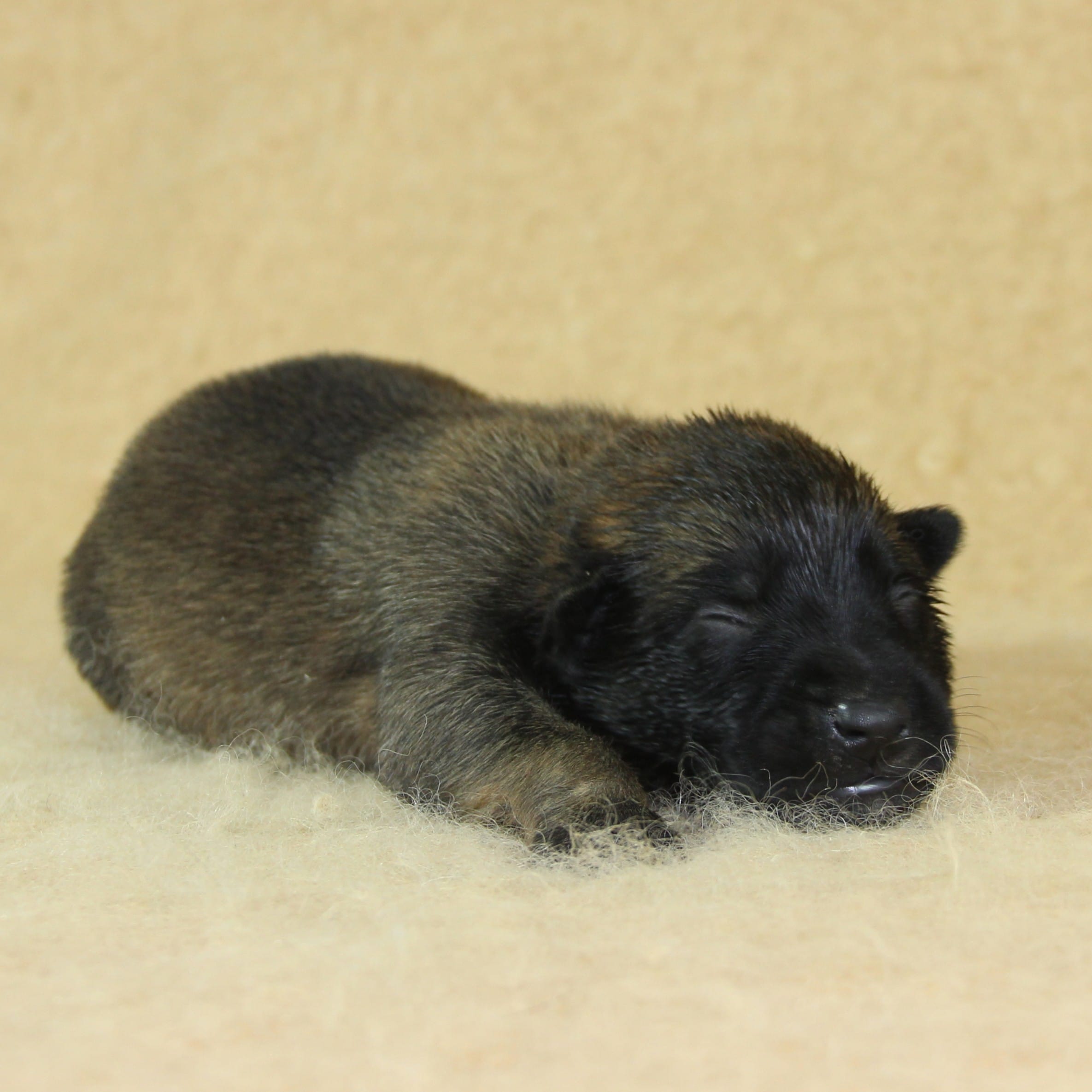 Berger Malinois, Une Vie de Famille, mâle né le 15 novembre 2025, collier rose (2)