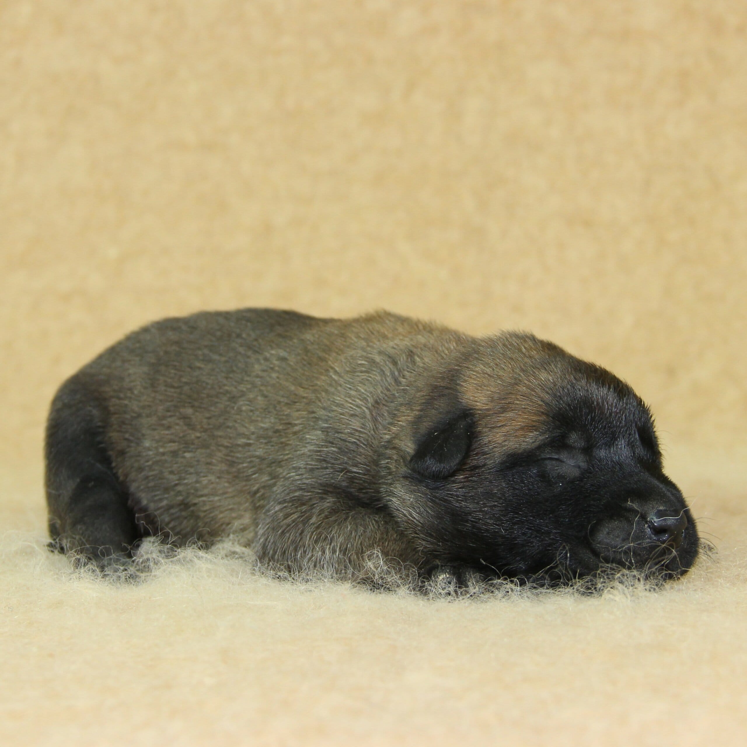 Berger Malinois du Paradis des Edelweiss, femelle née le 17 novembre 2025, collier jaune (1)