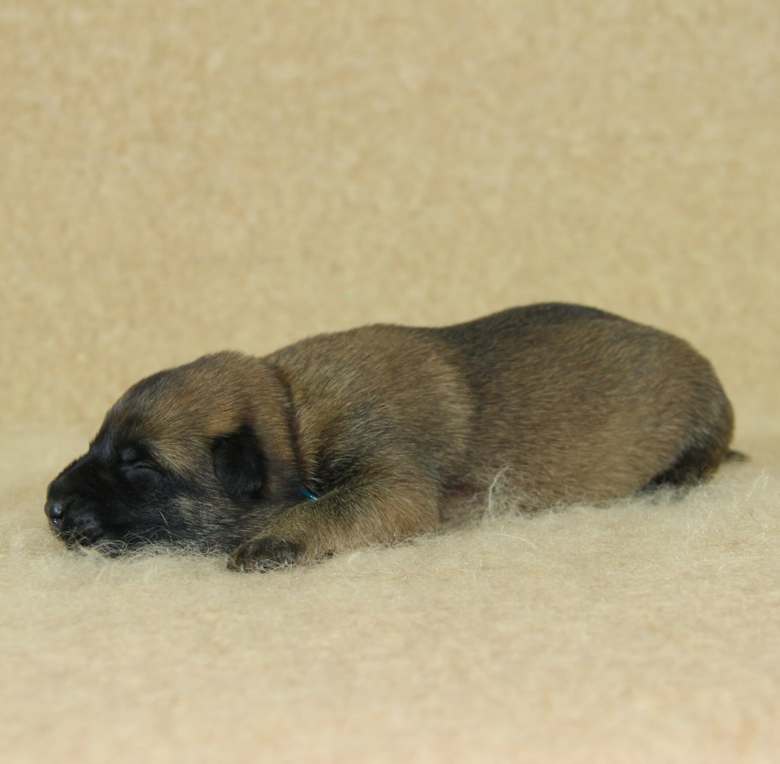 Berger Malinois du Paradis des Edelweiss, femelle née le 3 novembre 2025, collier bleu (2)