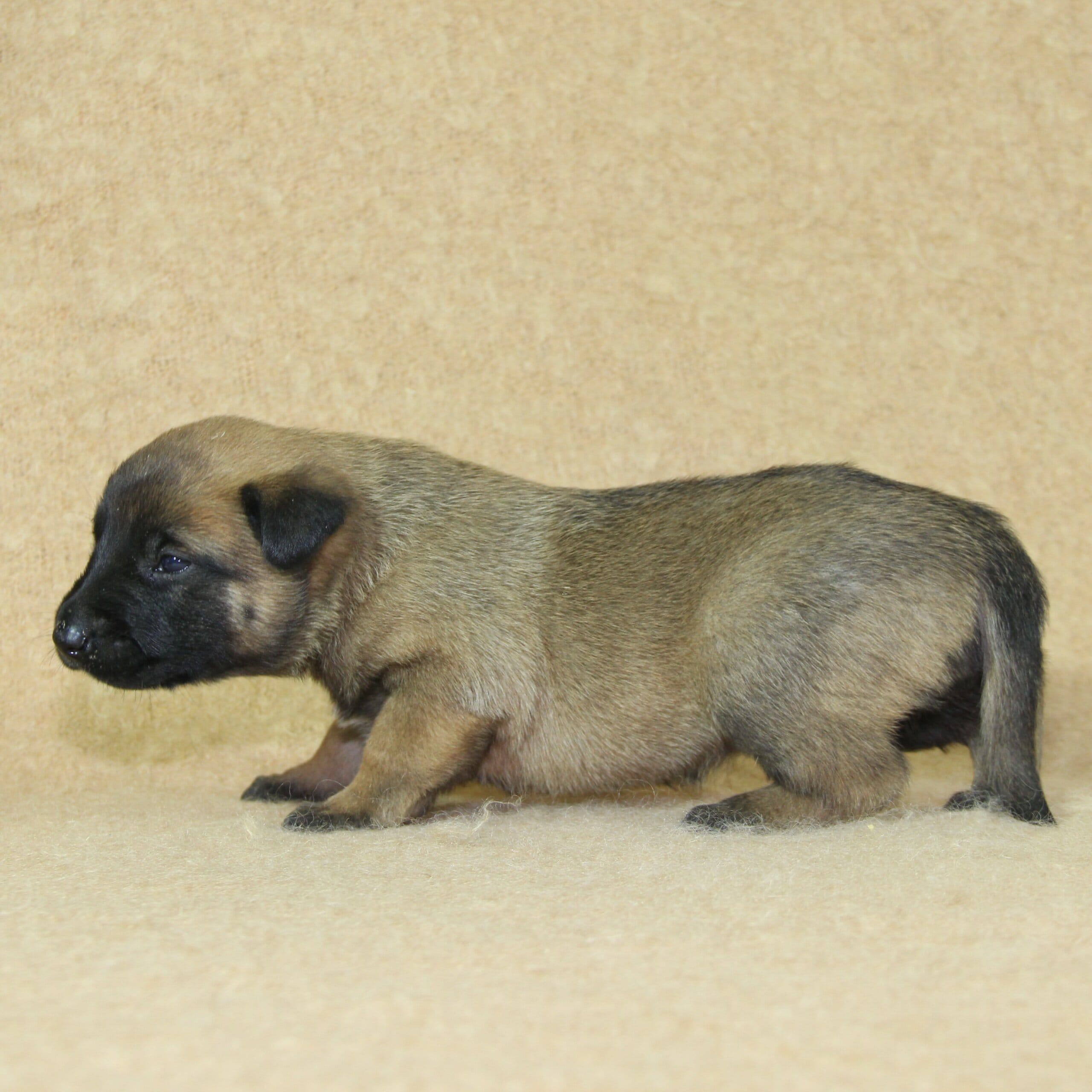 Berger Malinois du Paradis des Edelweiss, femelle née le 31 octobre 2025, collier vert foncé pucée 224 (3)