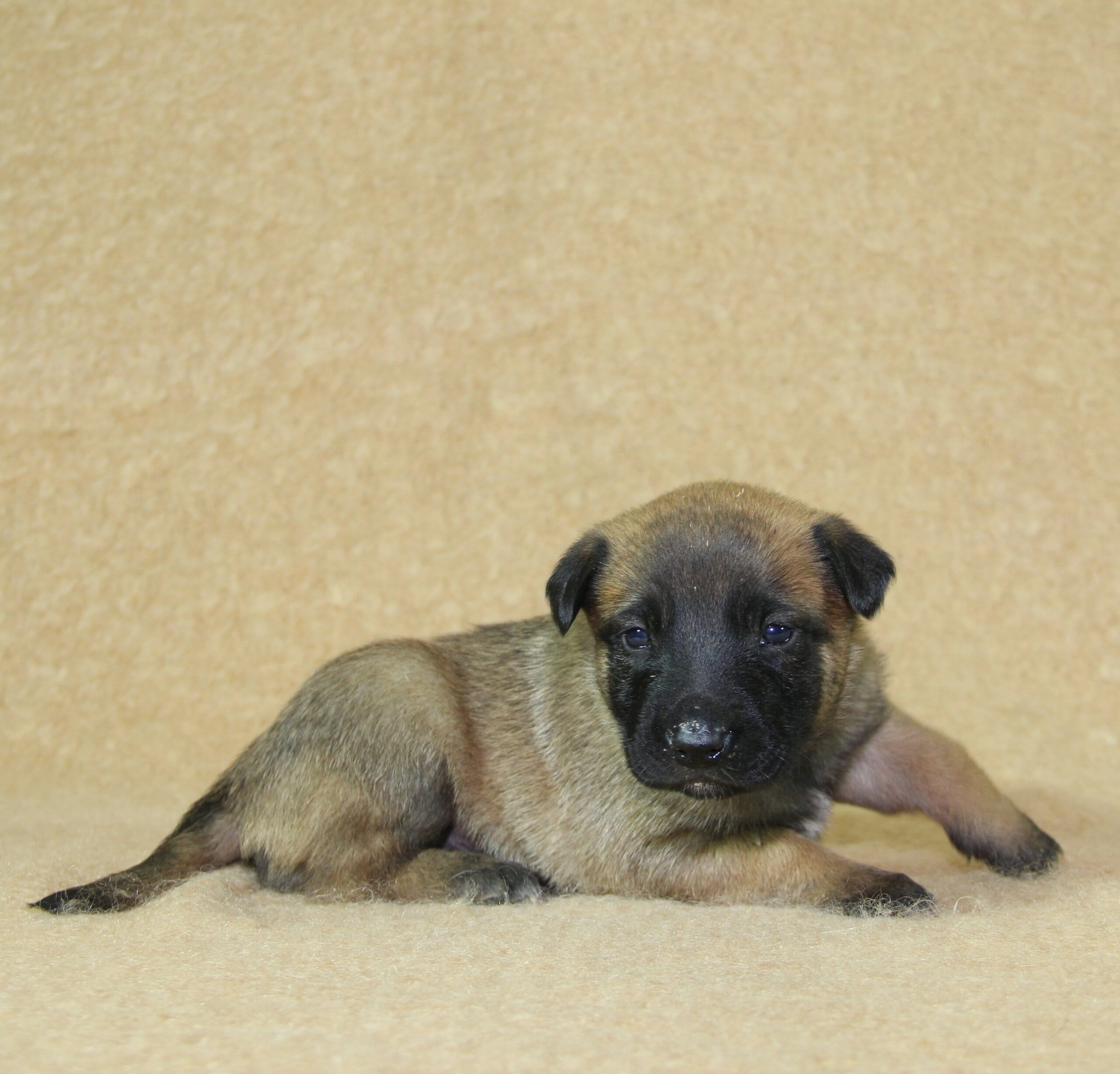 Berger Malinois du Paradis des Edelweiss, femelle née le 31 octobre 2025, collier vert foncé pucée 224 (4)