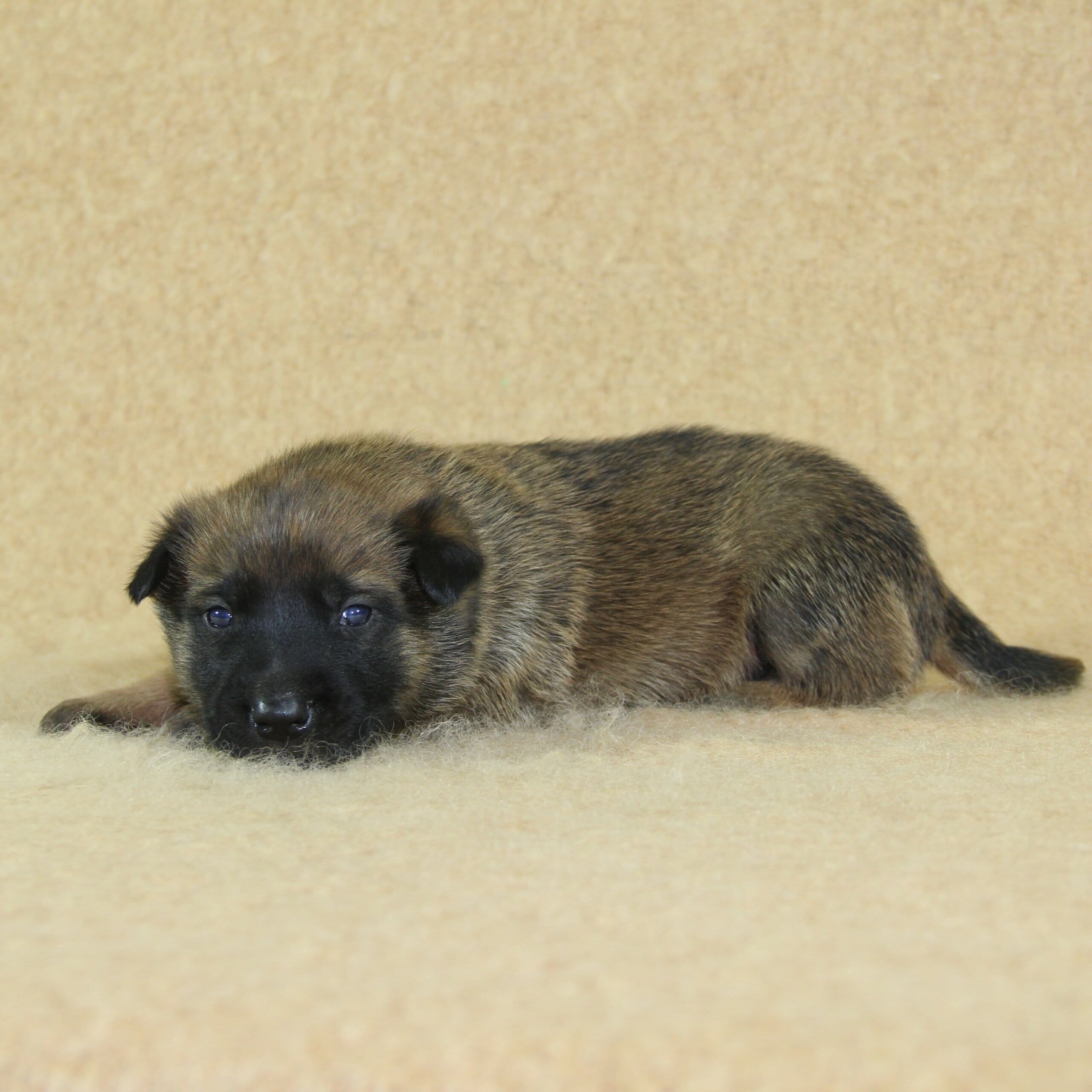 Berger Malinois du Paradis des Edelweiss, mâle né le 3 novembre 2025, collier noir pucé 289 (3)