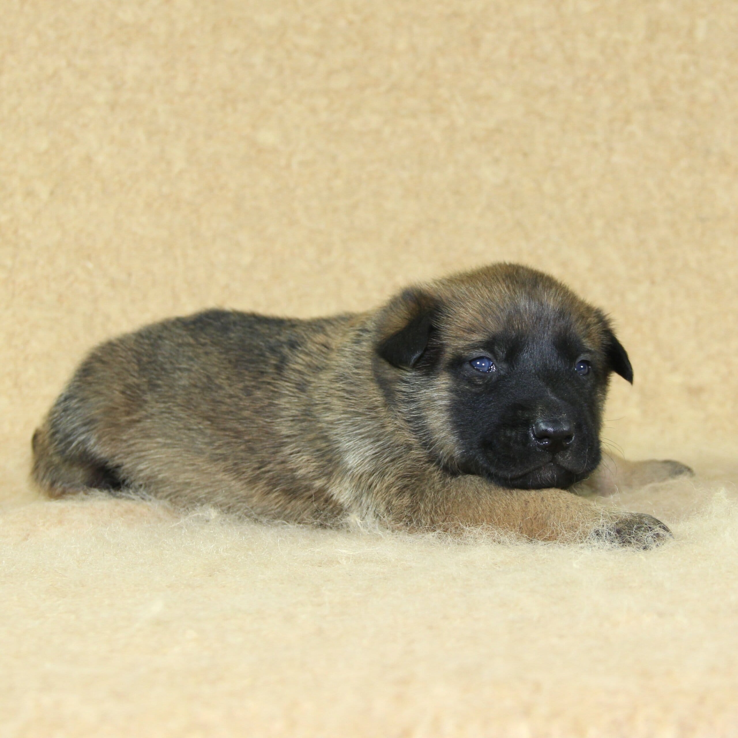 Berger Malinois du Paradis des Edelweiss, mâle né le 3 novembre 2025, collier noir pucé 289 (4)