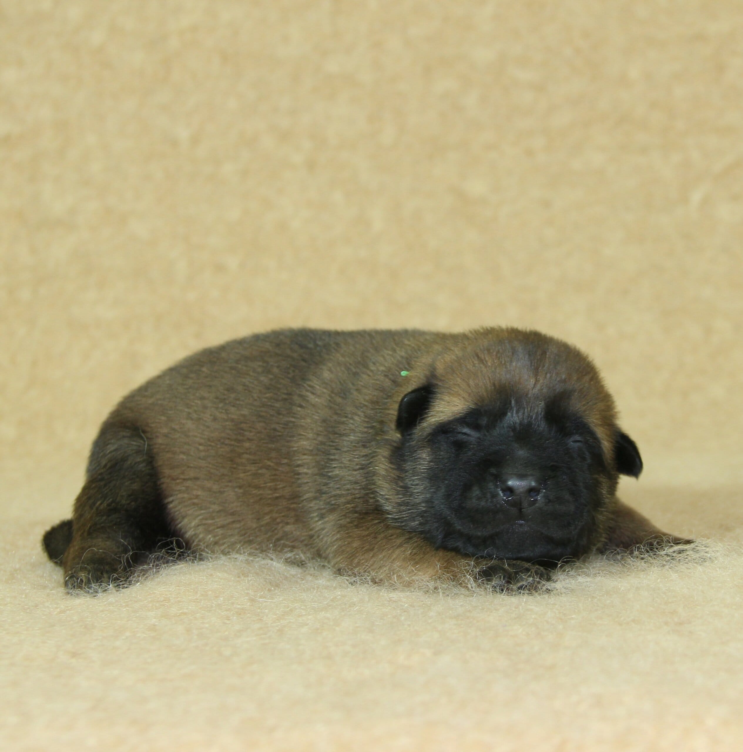 Berger Malinois du Paradis des Edelweiss, mâle né le 3 novembre 2025, collier vert clair (4)