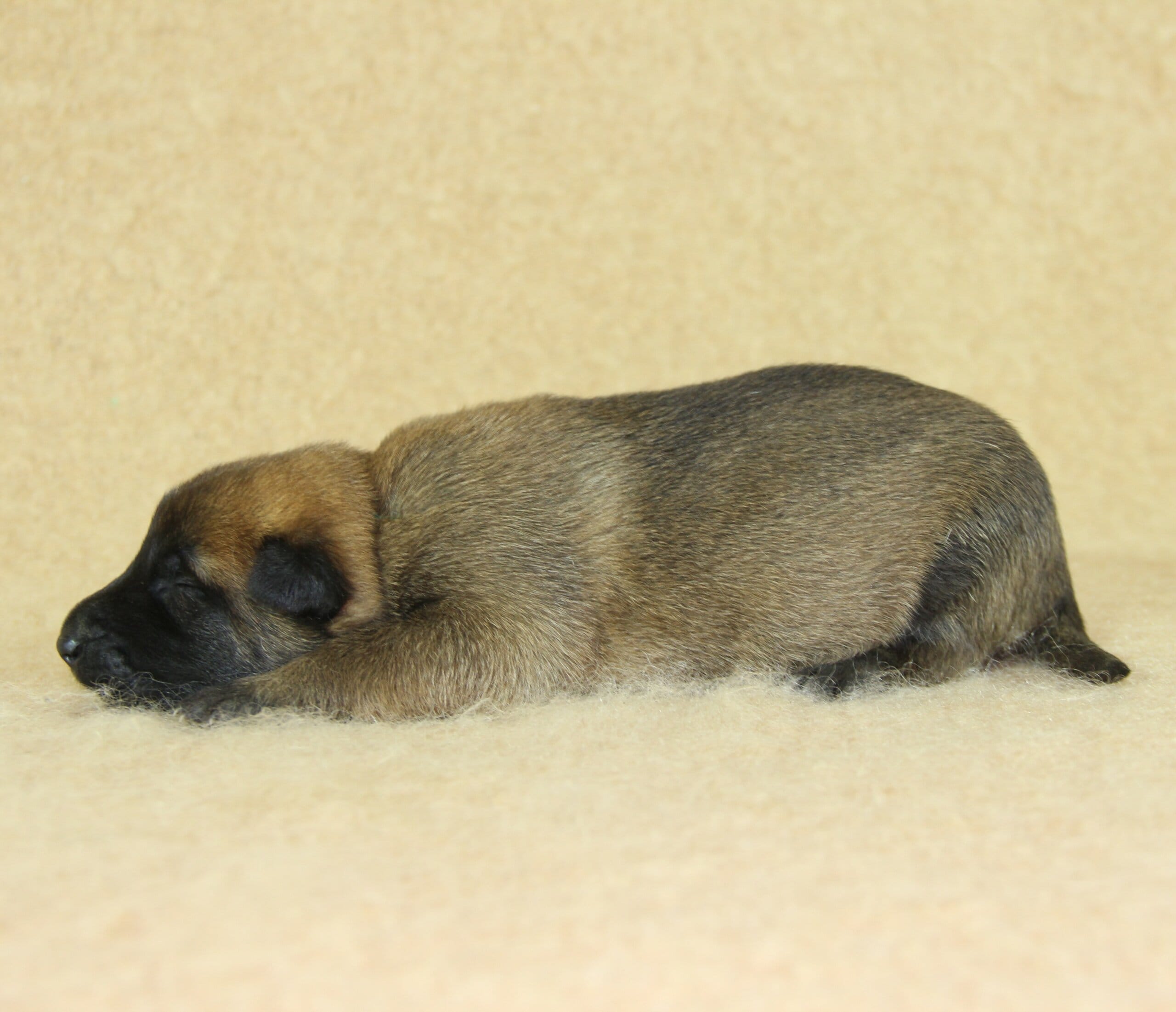 Berger Malinois du Paradis des Edelweiss, mâle né le 31 octobre 2025, collier vert foncé (1)