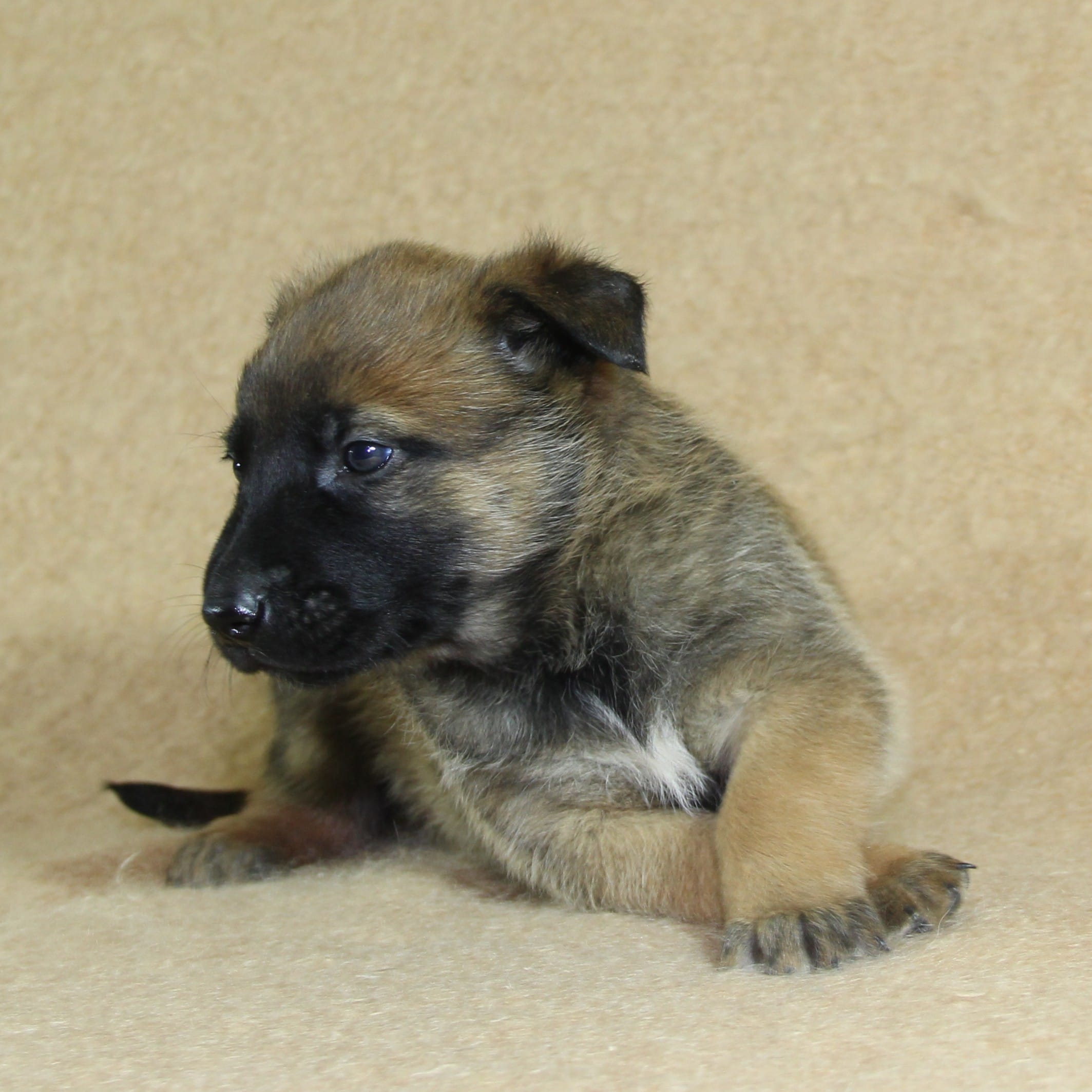 Famille Abara, Berger Malinois du Paradis des Edelweiss, mâle né le 3 novembre 2025, pucé 289 (2)