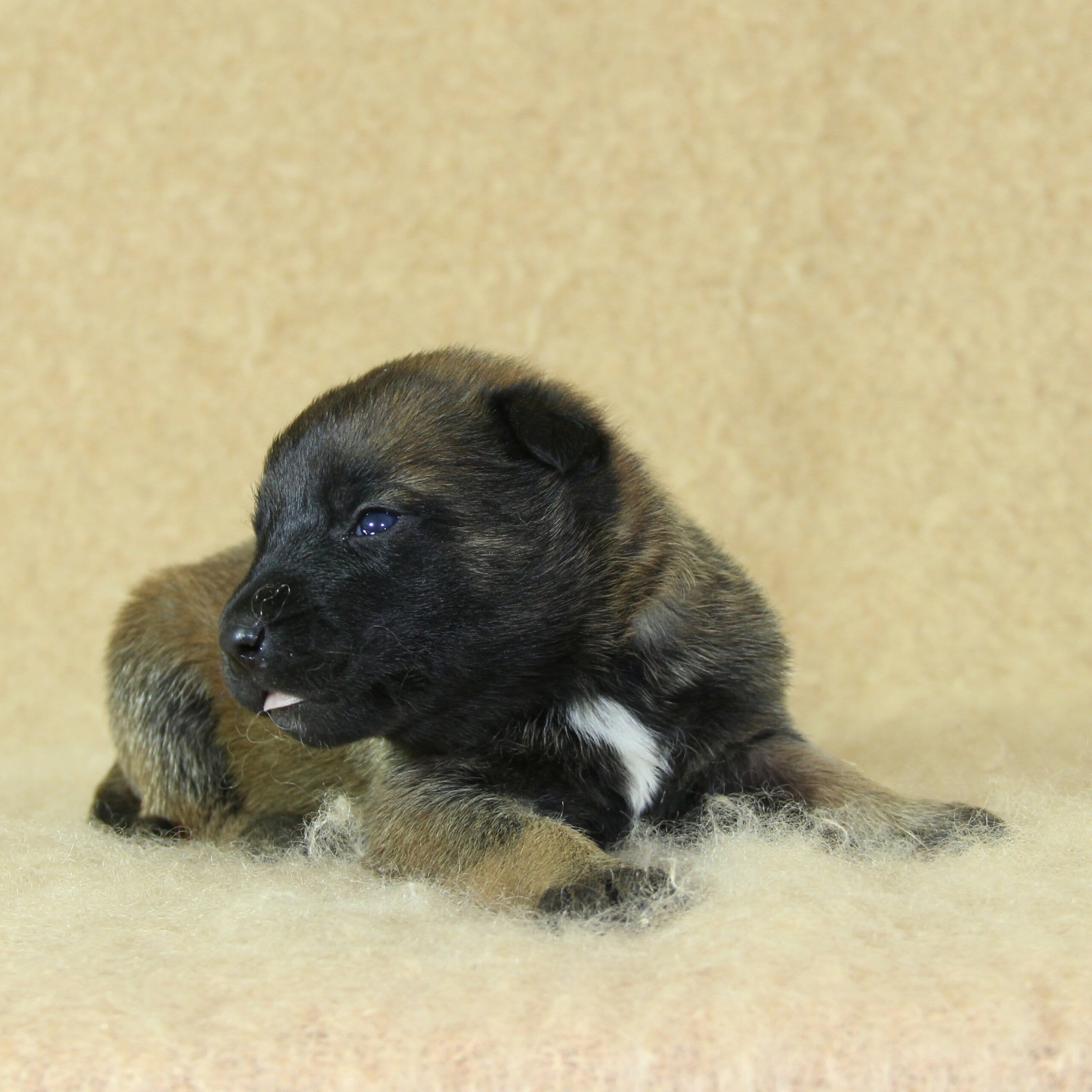 Famille Drut, Berger Malinois, Une Vie de Famille, femelle née le 15 septembre 2025, collier rouge (2)