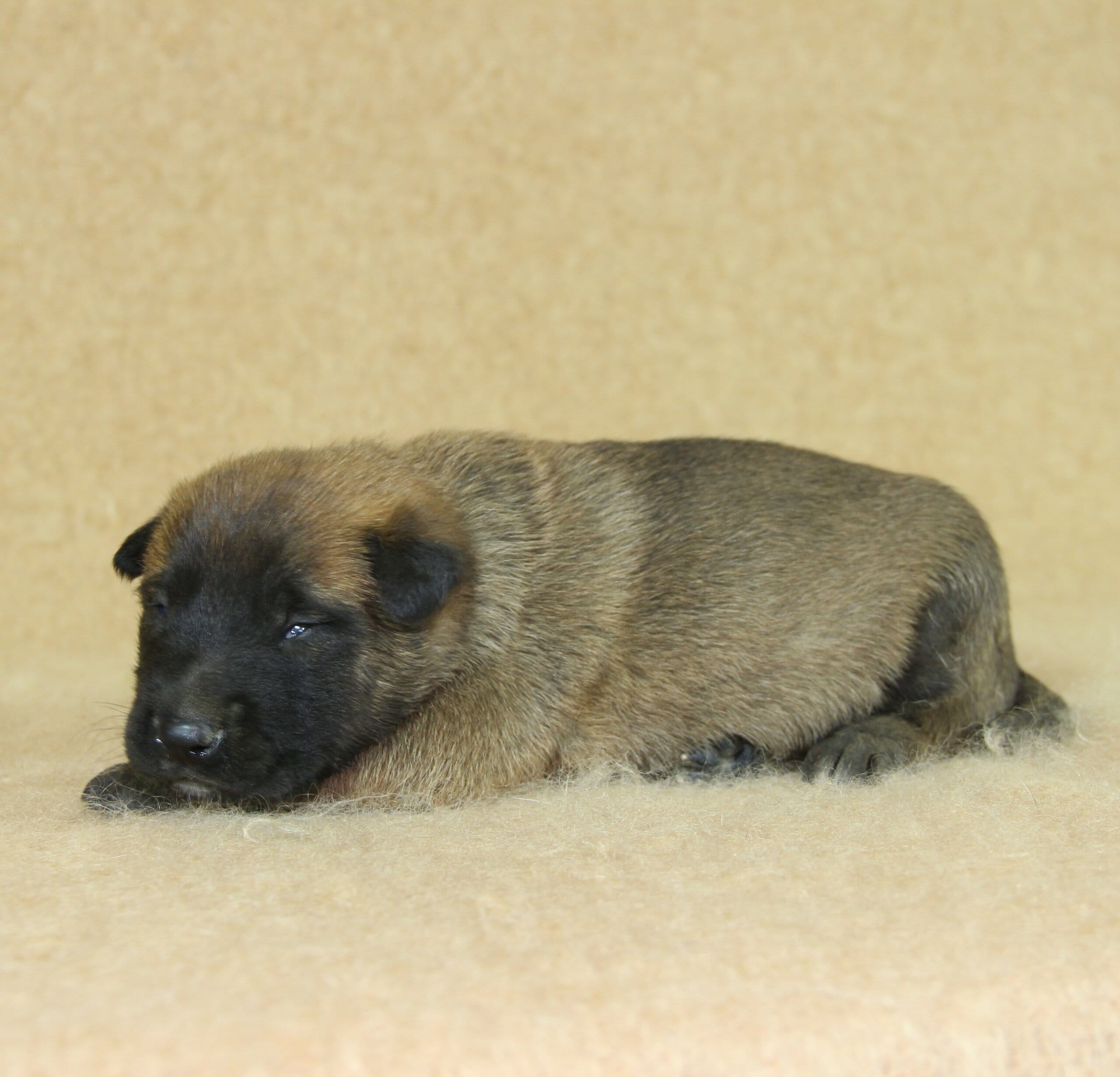 Famille Karczewski, Berger Malinois du Paradis des Edelweiss, mâle né le 31 octobre 2025, collier vert foncé (4)