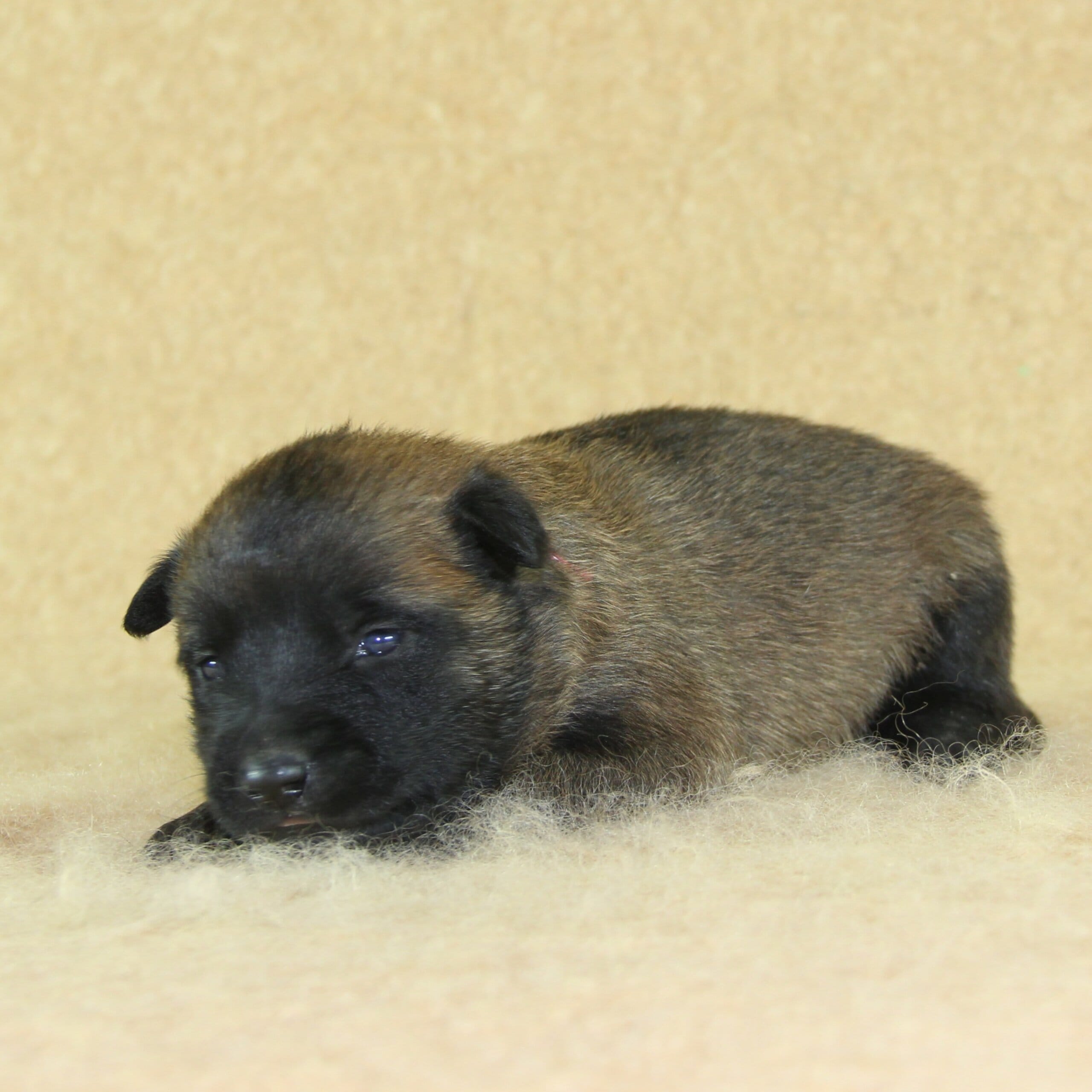 Berger Malinois, Une Vie de Famille, femelle née le 15 septembre 2025, collier rose (3)