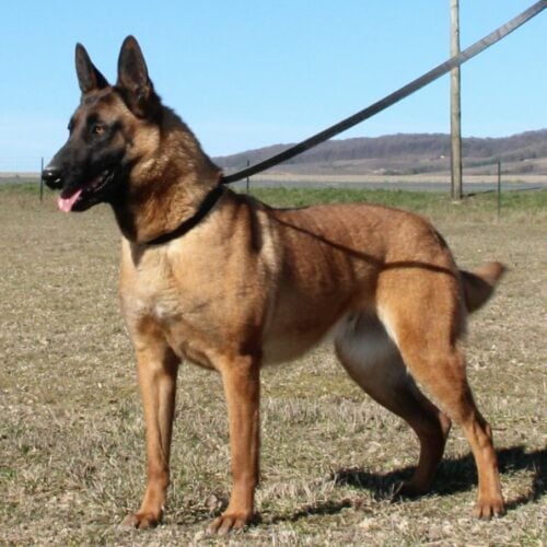 Chien berger malinois d'élevage